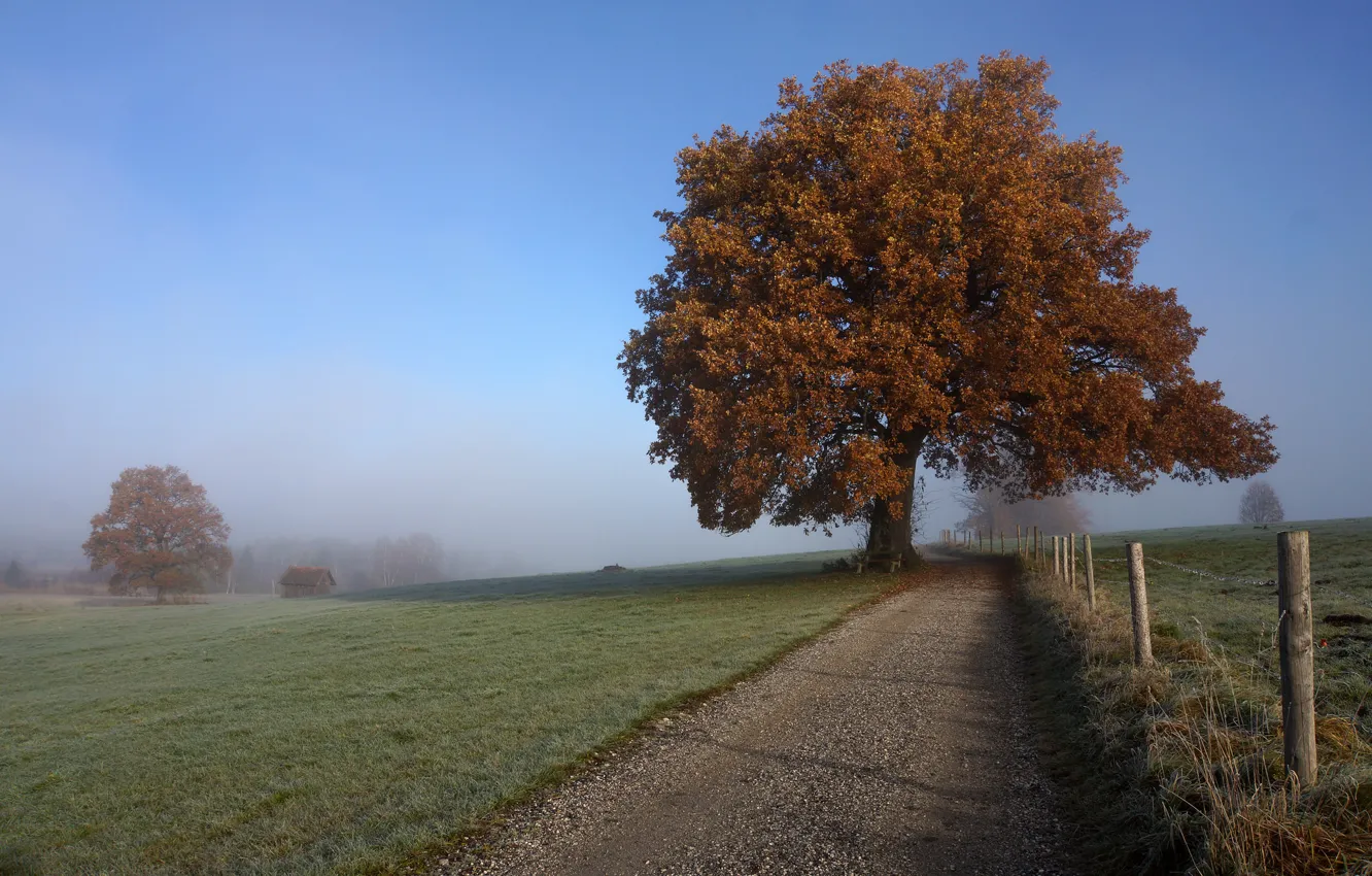 Фото обои дорога, осень, туман, дерево