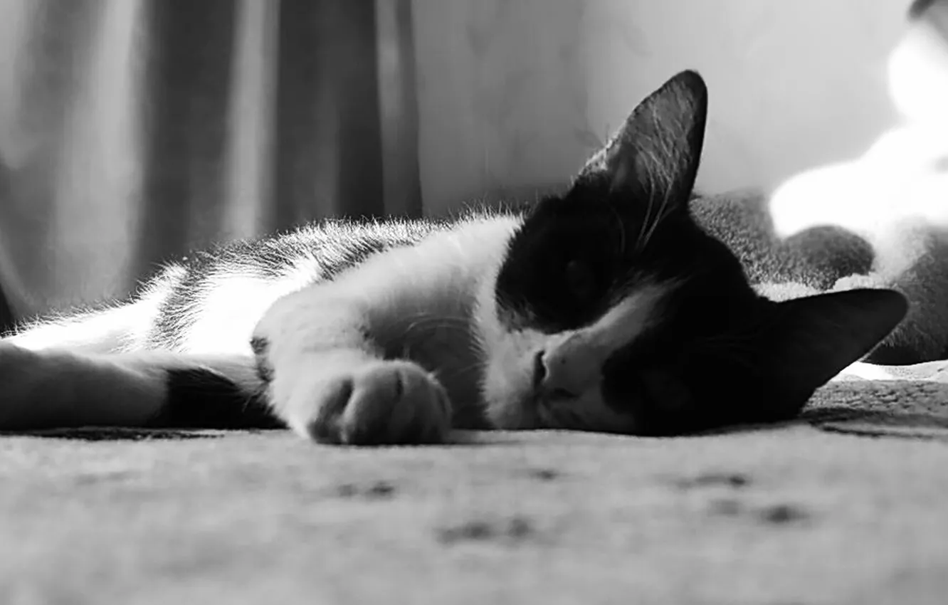 Фото обои черно белое, котёнок, кошечка