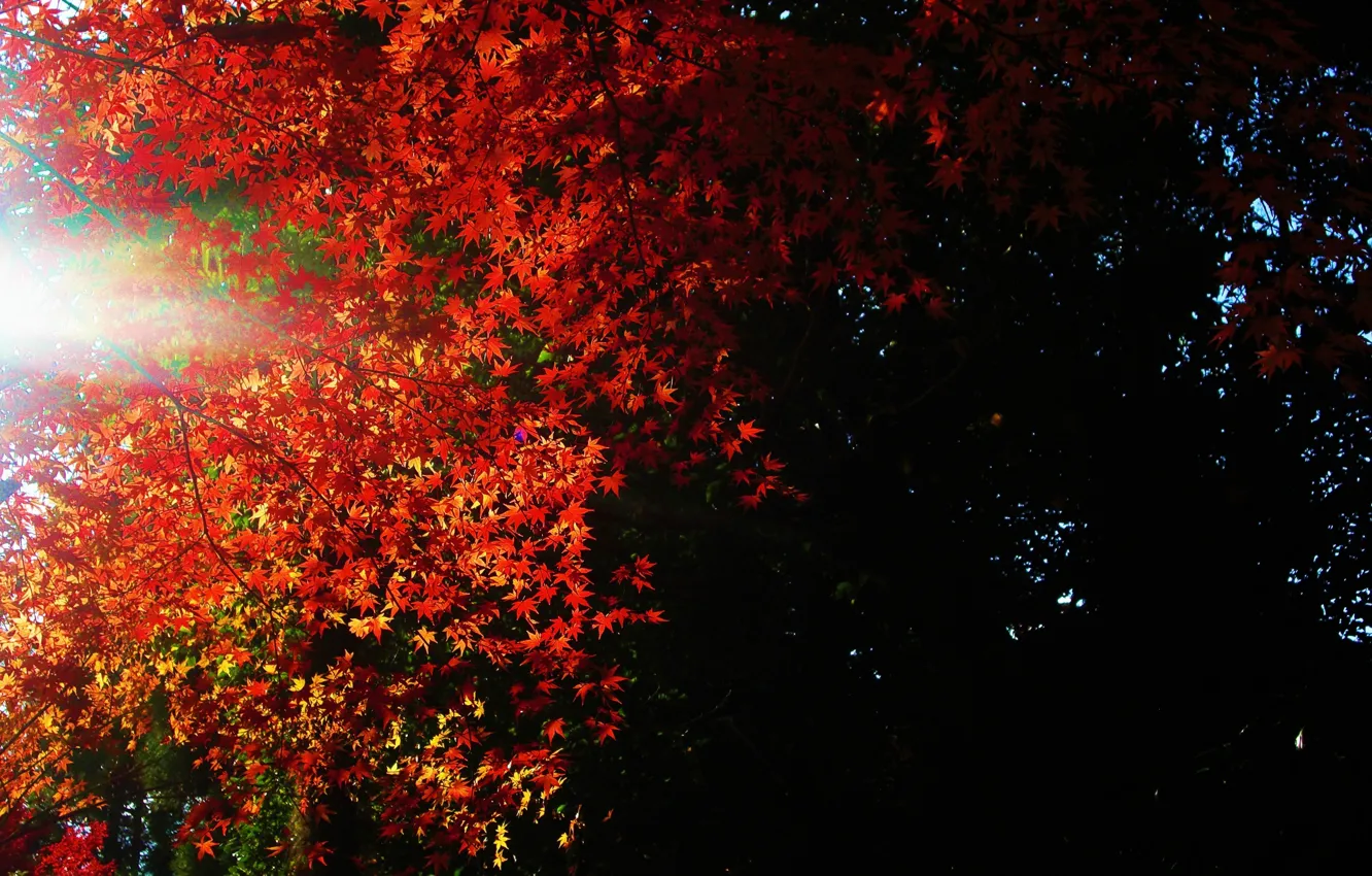 Фото обои листья, свет, темнота