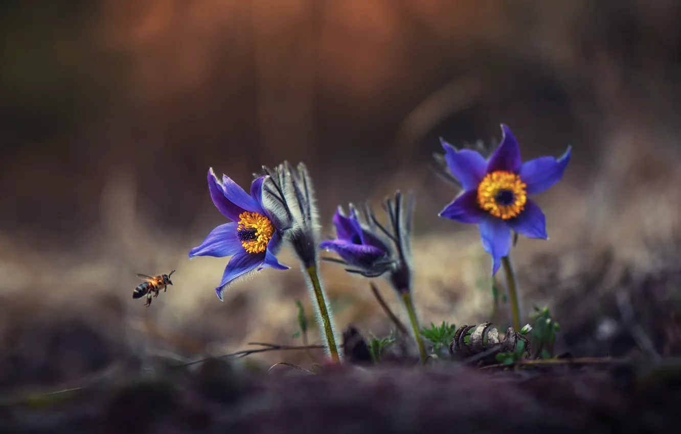 Фото обои пчела, весна, сон-трава, анемон