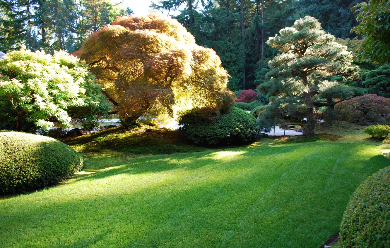 Фото обои трава, деревья, природа, фото, сад, США, Portland