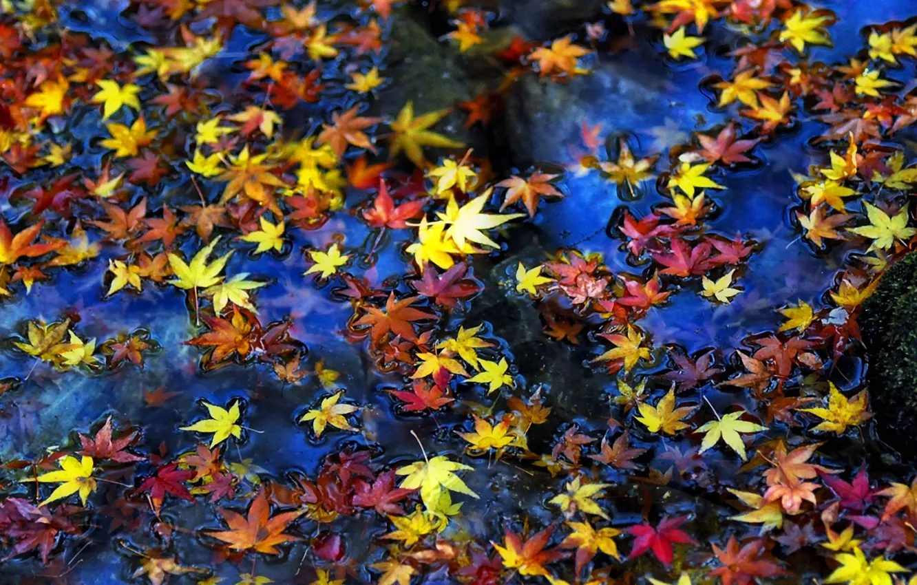 Фото обои осень, листья, вода