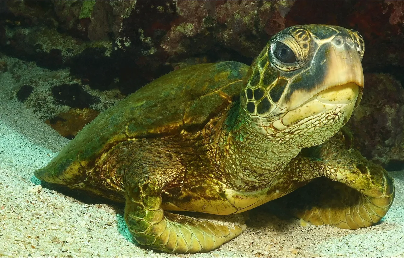 Фото обои животное, черепаха, underwater, animals, подводное, turtle