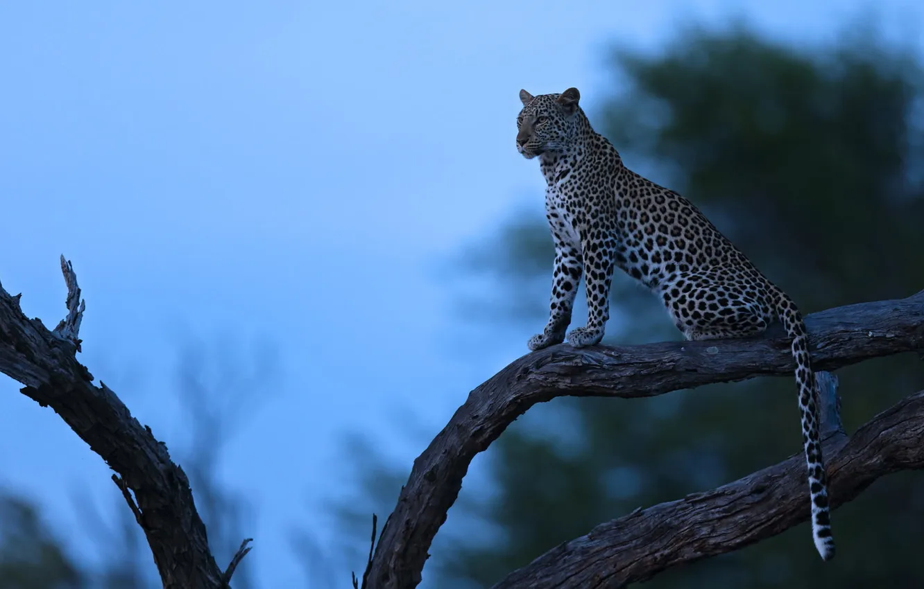 Фото обои ночь, природа, дерево, хищник, леопард, Африка