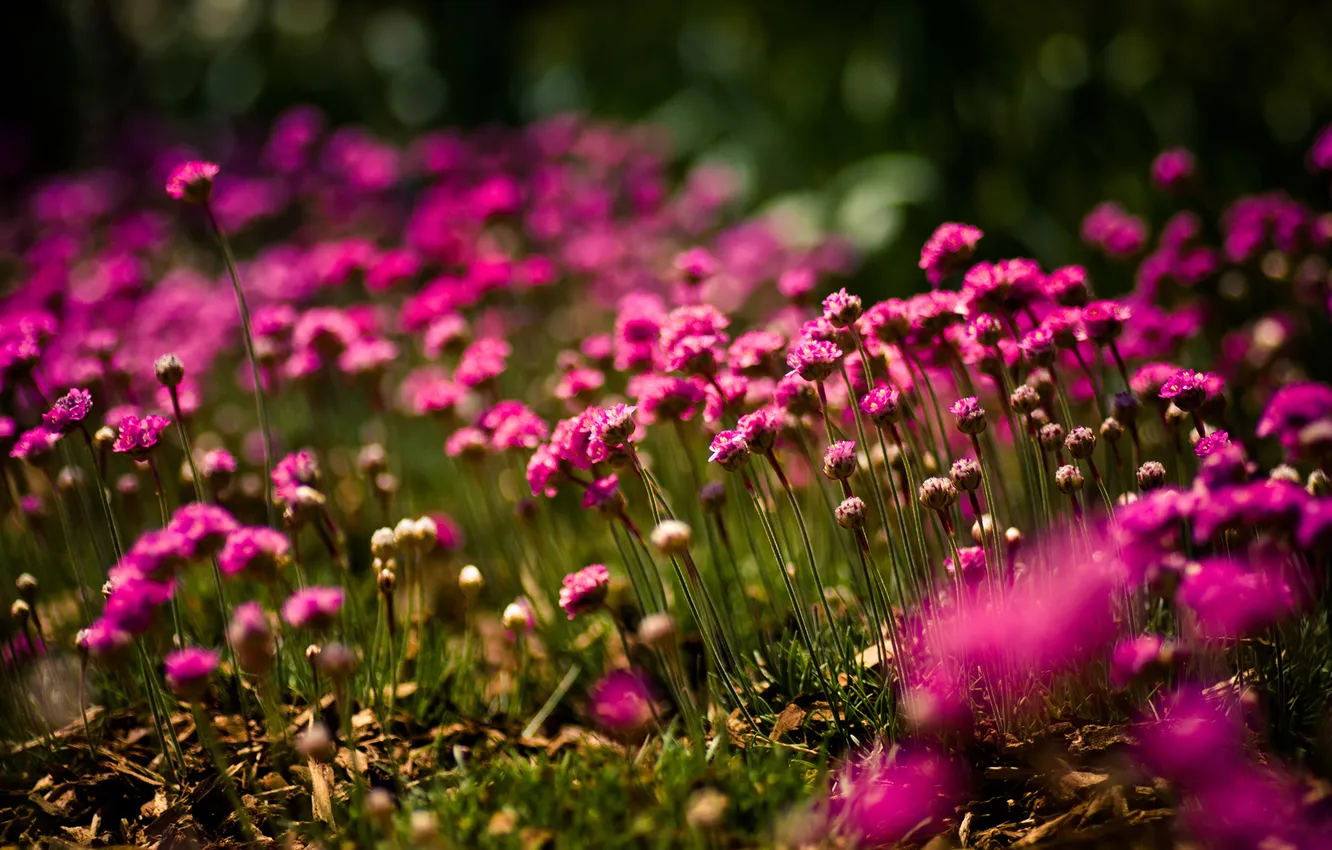 Фото обои цветы, поляна, яркие, фокус, солнечно, полевые