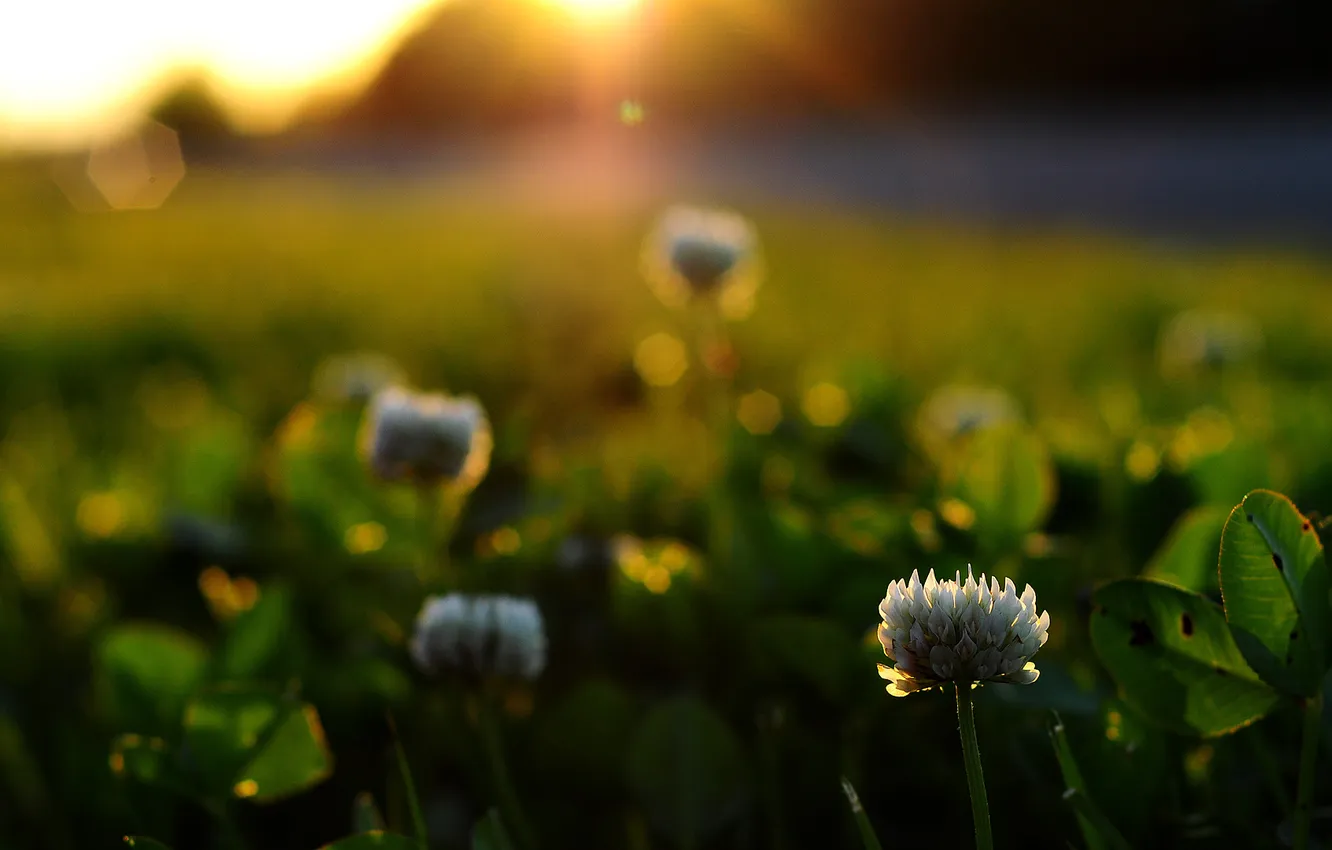 Фото обои трава, листья, солнце, макро, лучи, свет, цветы, природа