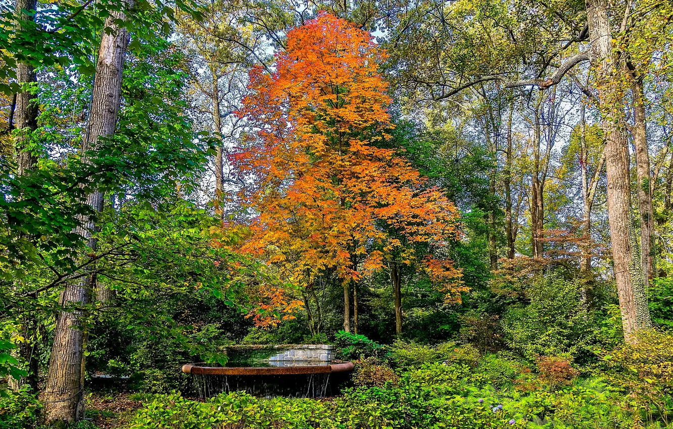 Фото обои фото, Природа, Деревья, Парк, США, Atlanta