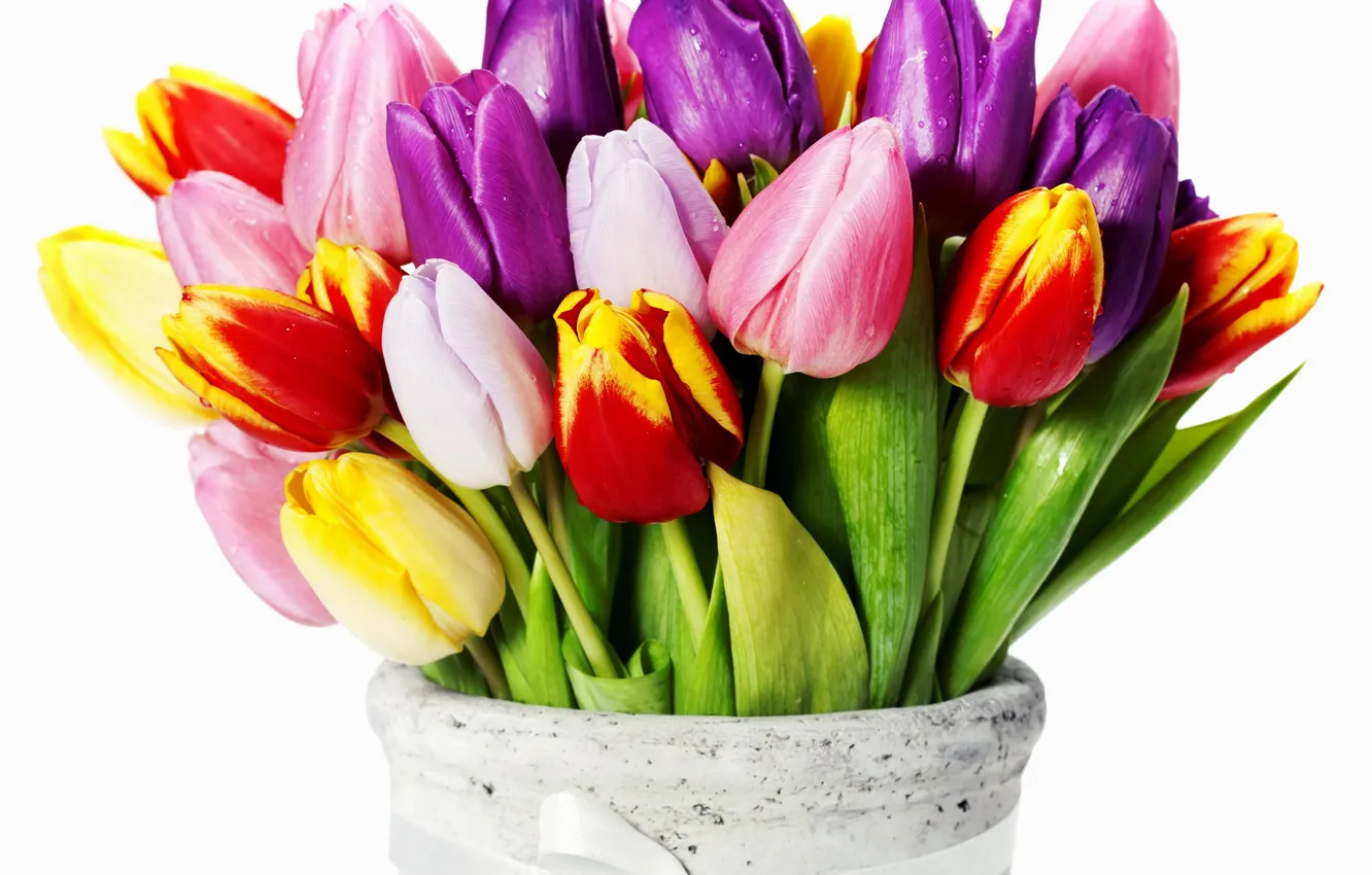 Фото обои цветы, желтые, фиолетовые, тюльпаны, красные