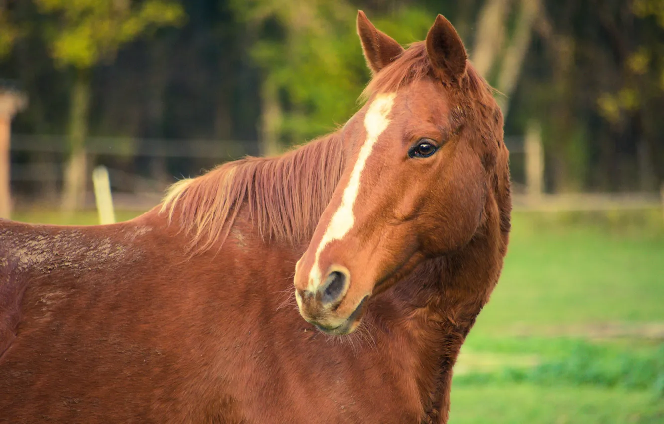 Фото обои взгляд, морда, конь, лошадь, рыжая