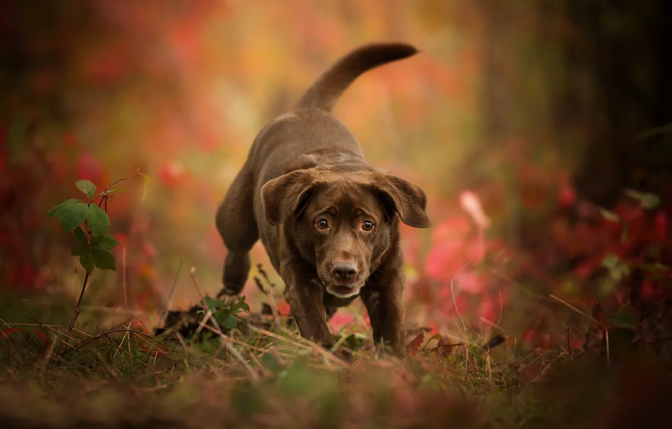 Фото обои осень, собака, щенок, боке, Лабрадор-ретривер