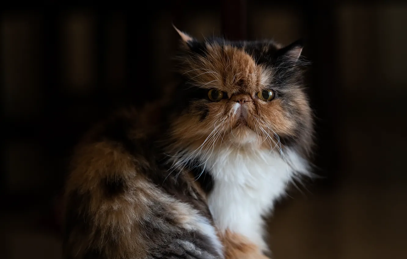 Фото обои кот, взгляд, фон, портрет, мордочка, котейка, Персидская кошка
