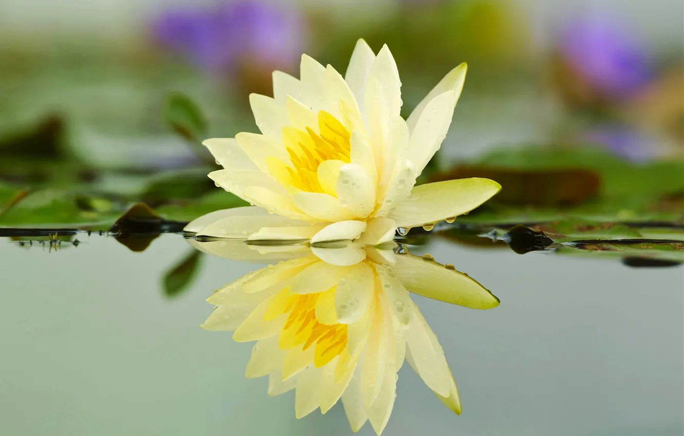 Фото обои цветок, вода, капли, пруд, река, лилия, лепестки