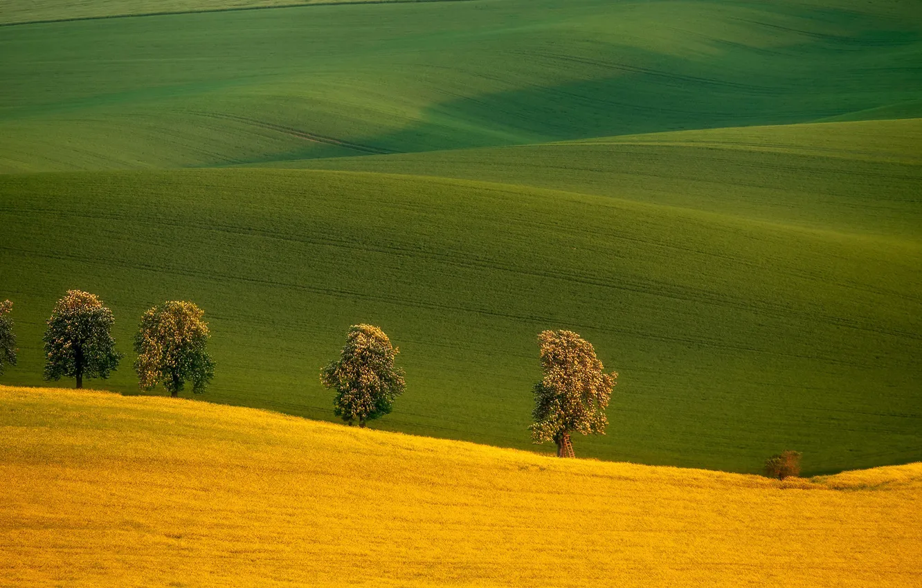 Фото обои деревья, поля, Чехия, Czech Republic, Южная Моравия, South Moravia