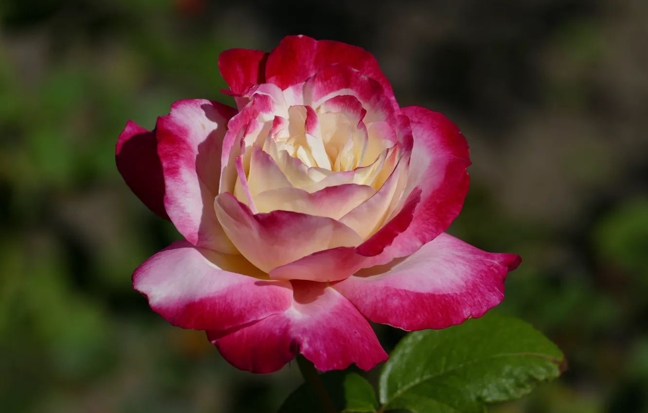 Фото обои цветок, фон, роза, лепестки, сад, бутон, двухцветная, розовая с белым