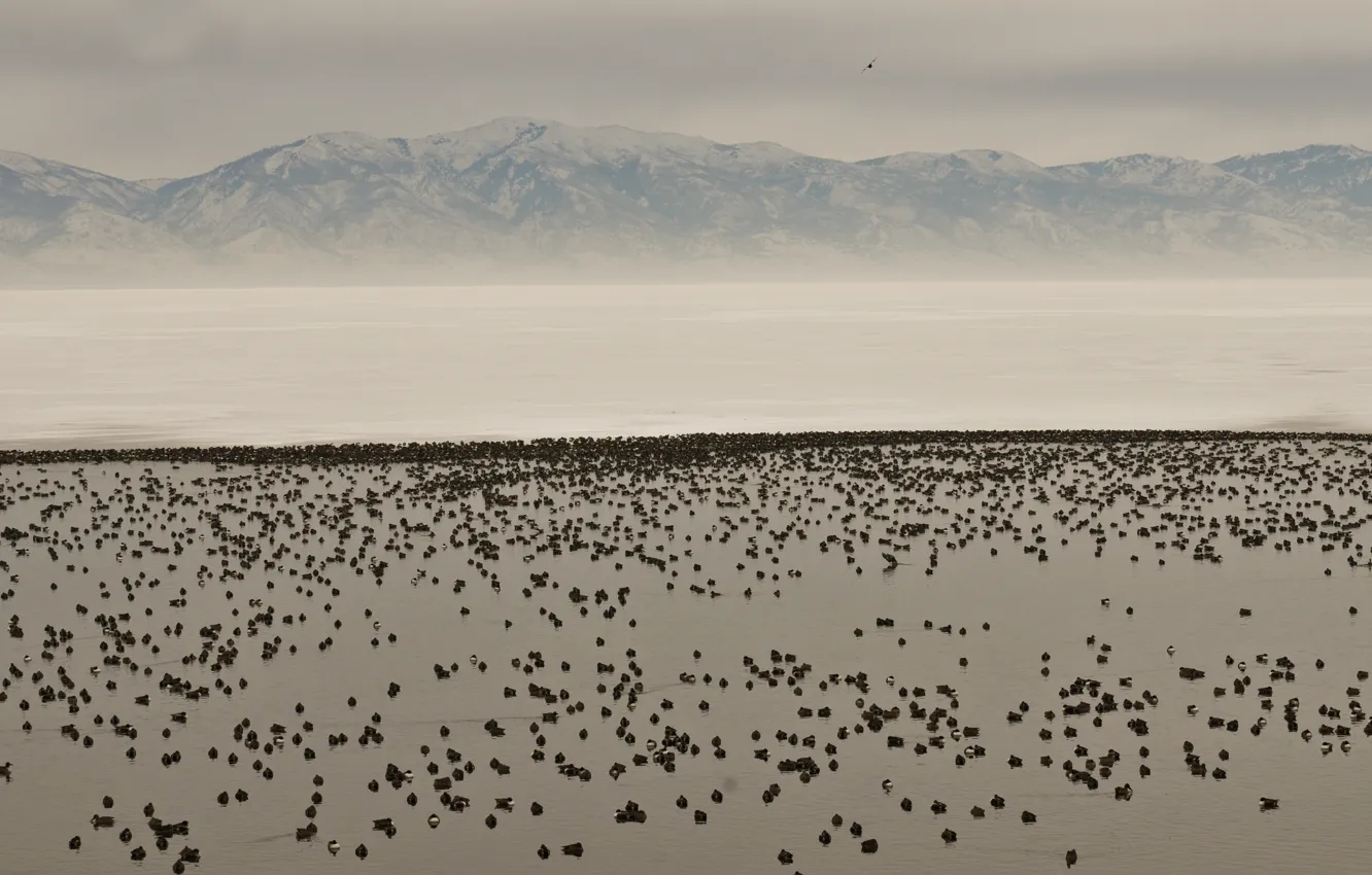 Фото обои winter, mountains, lake, snow, valley, geese
