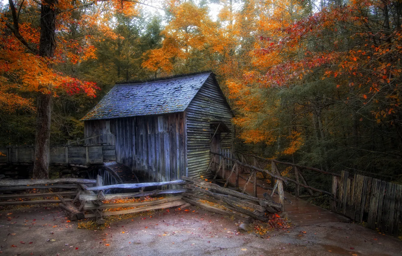 Фото обои осень, лес, дом, мельница