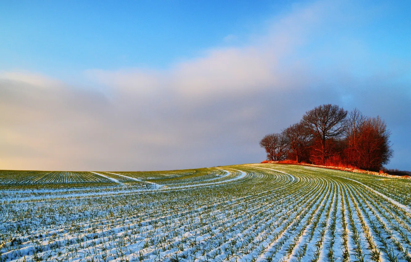 Фото обои поле, снег, деревья, природа, холм
