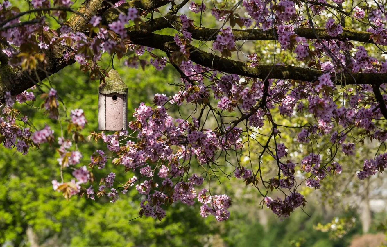 Фото обои ветки, дерево, весна, сакура, домик, цветение, кормушка