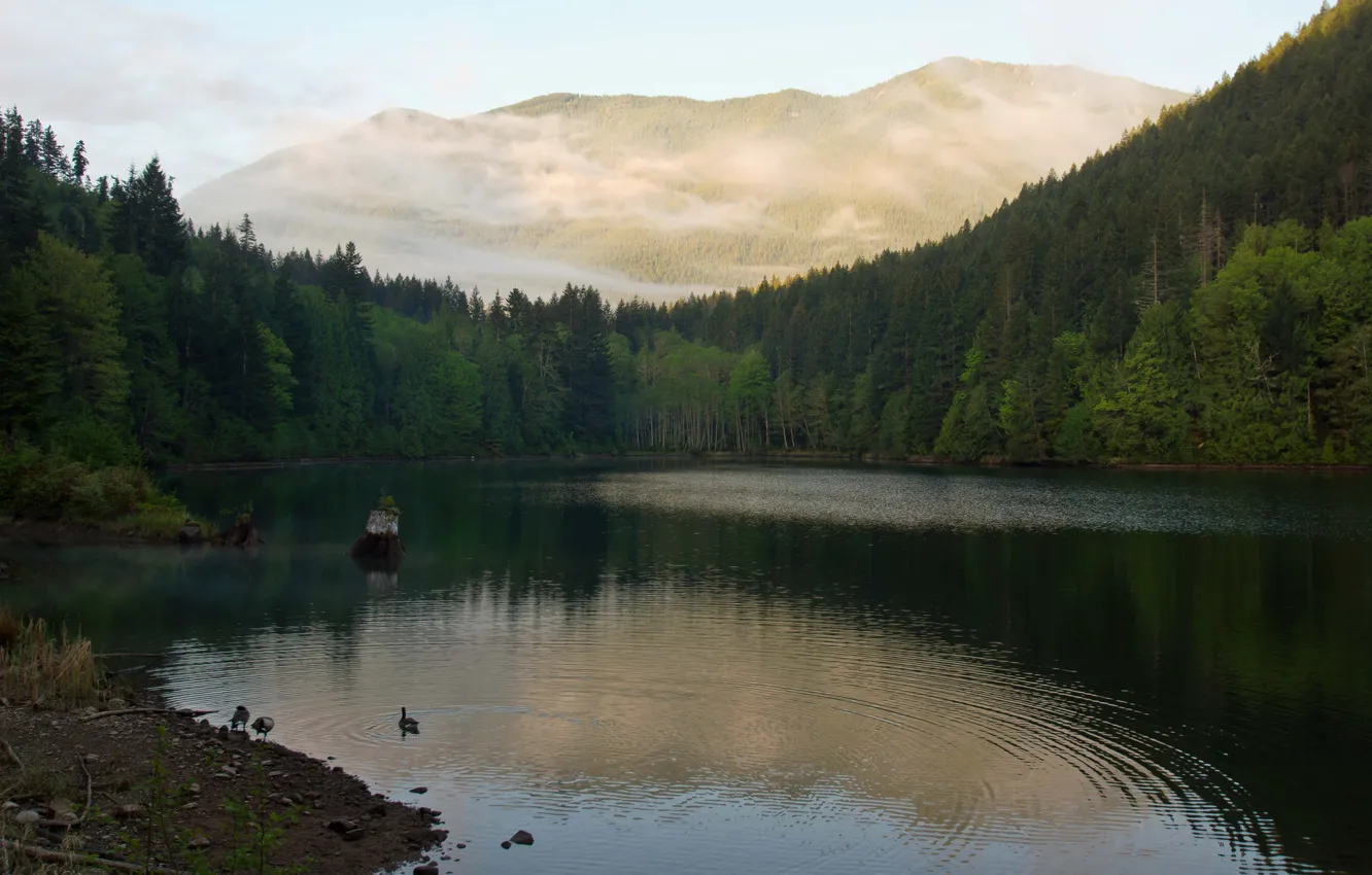 Фото обои лес, озеро, гора, утки, утро