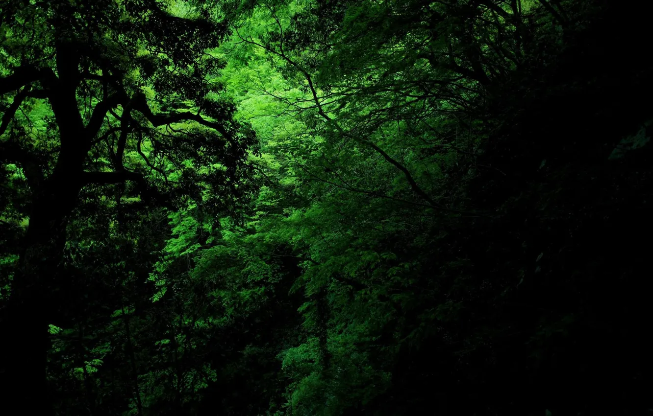 Фото обои green, dark, jungle