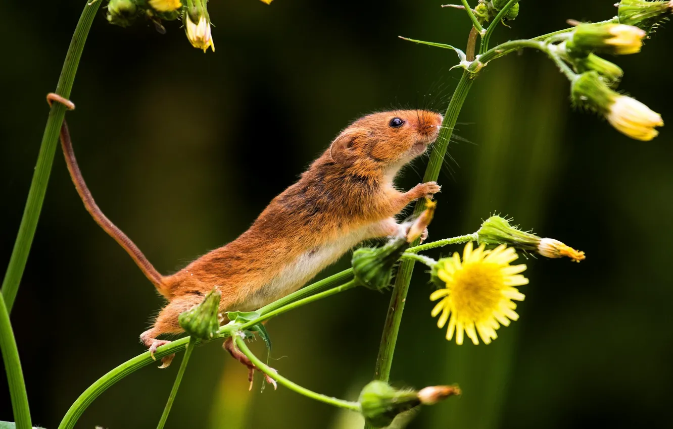 Фото обои цветы, мышка, хвост, мышь-малютка