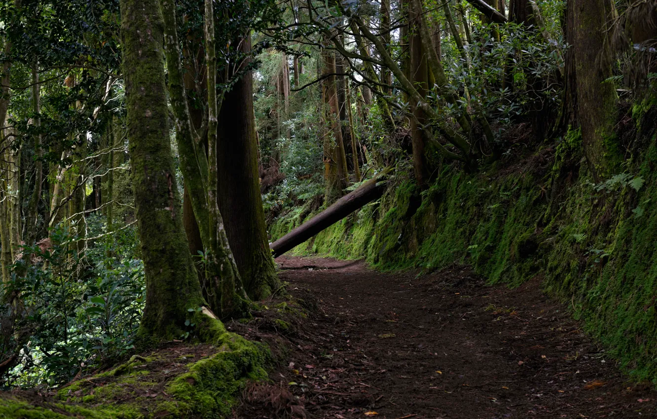 Фото обои зелень, лес, деревья, мох, Португалия, тропинка, Azores