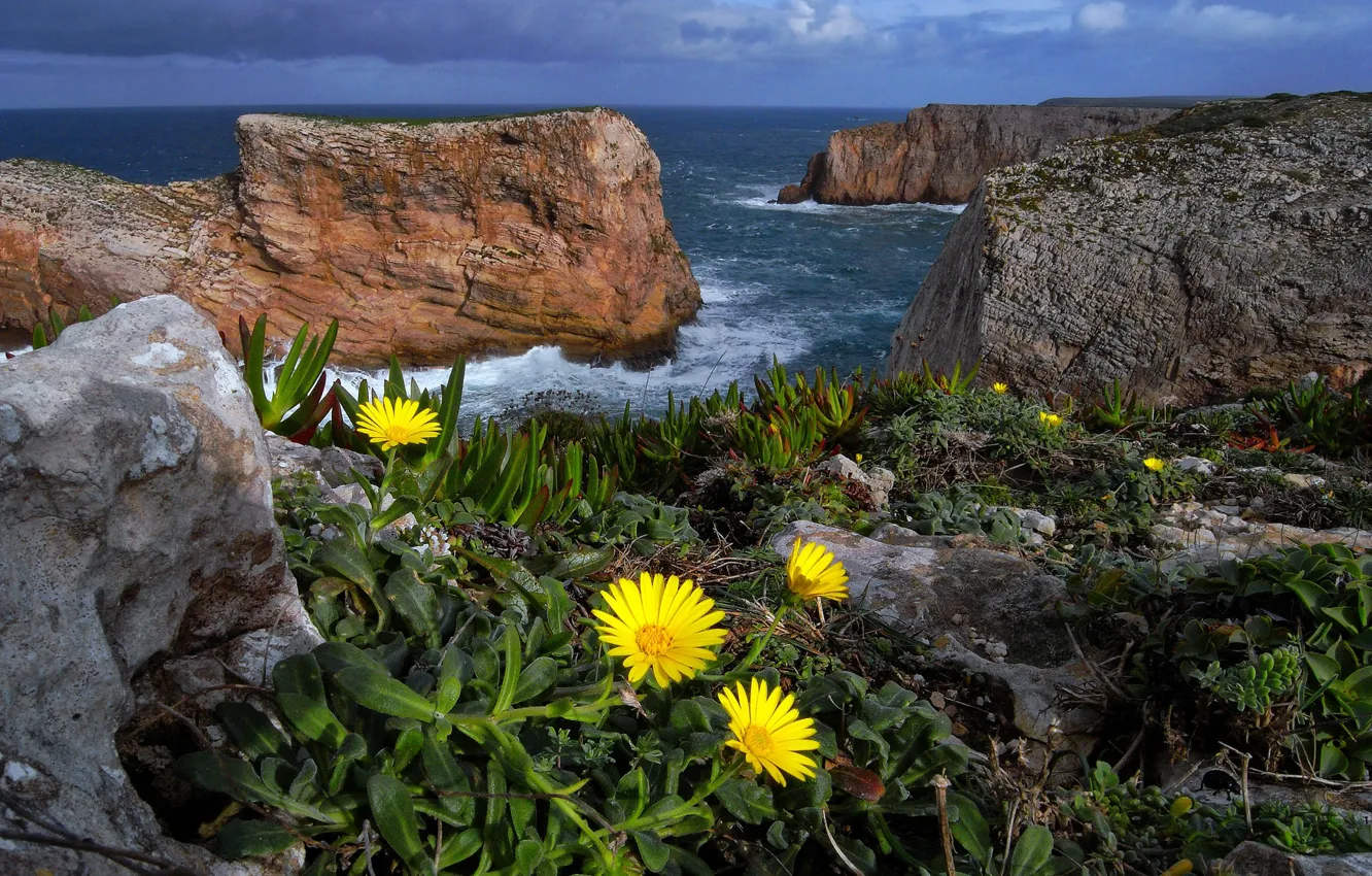 Фото обои море, цветы, природа, скалы, Португалия