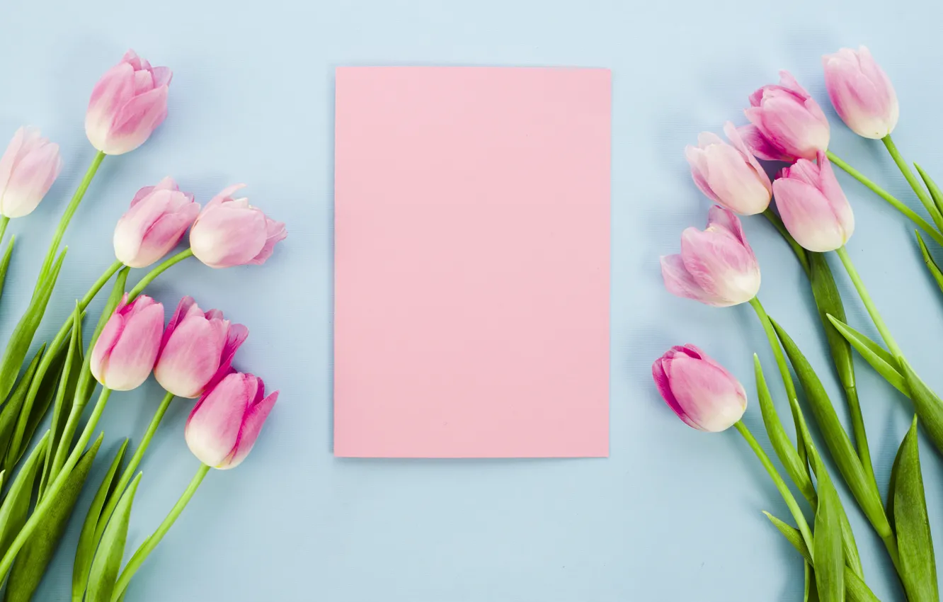 Фото обои цветы, тюльпаны, розовые, pink, flowers, tulips, spring