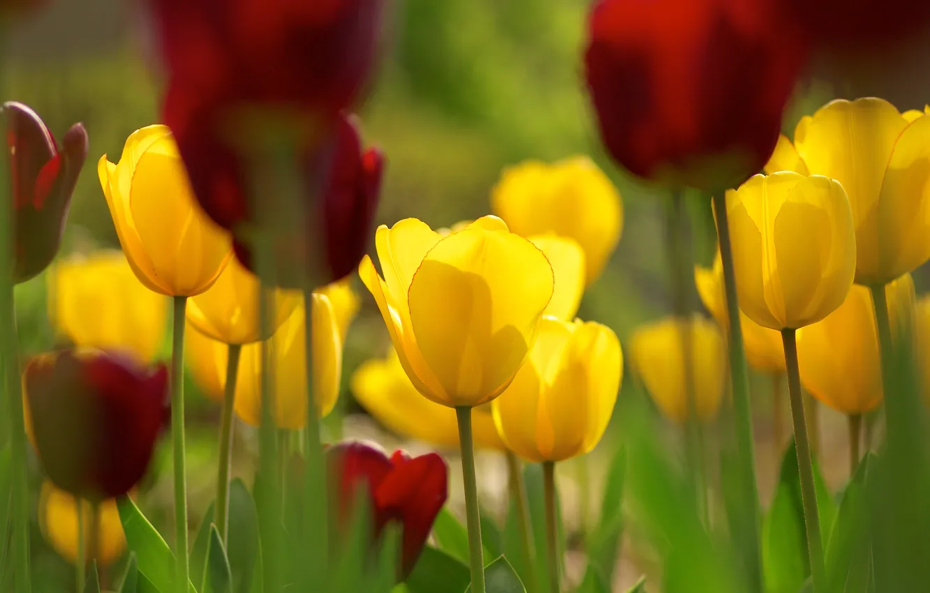 Фото обои цветы, весна, желтые, тюльпаны, красные, клумба, боке
