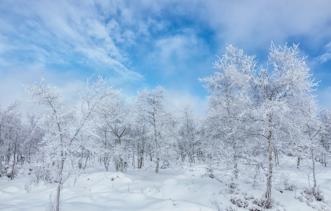 Фото обои зима, иней, лес, облака, снег, деревья, ветки, природа
