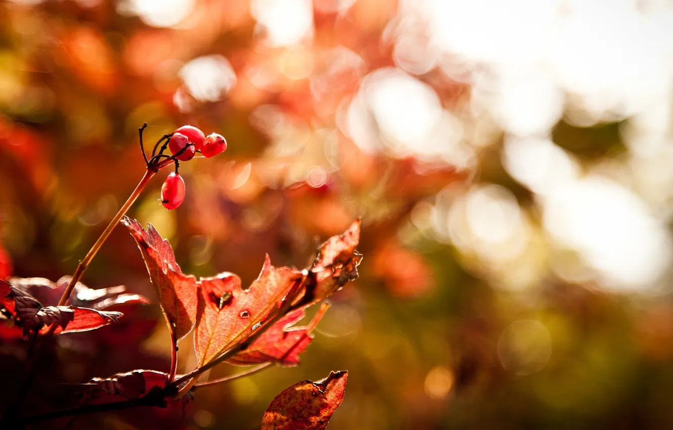 Фото обои осень, макро, лист, ягоды, красное