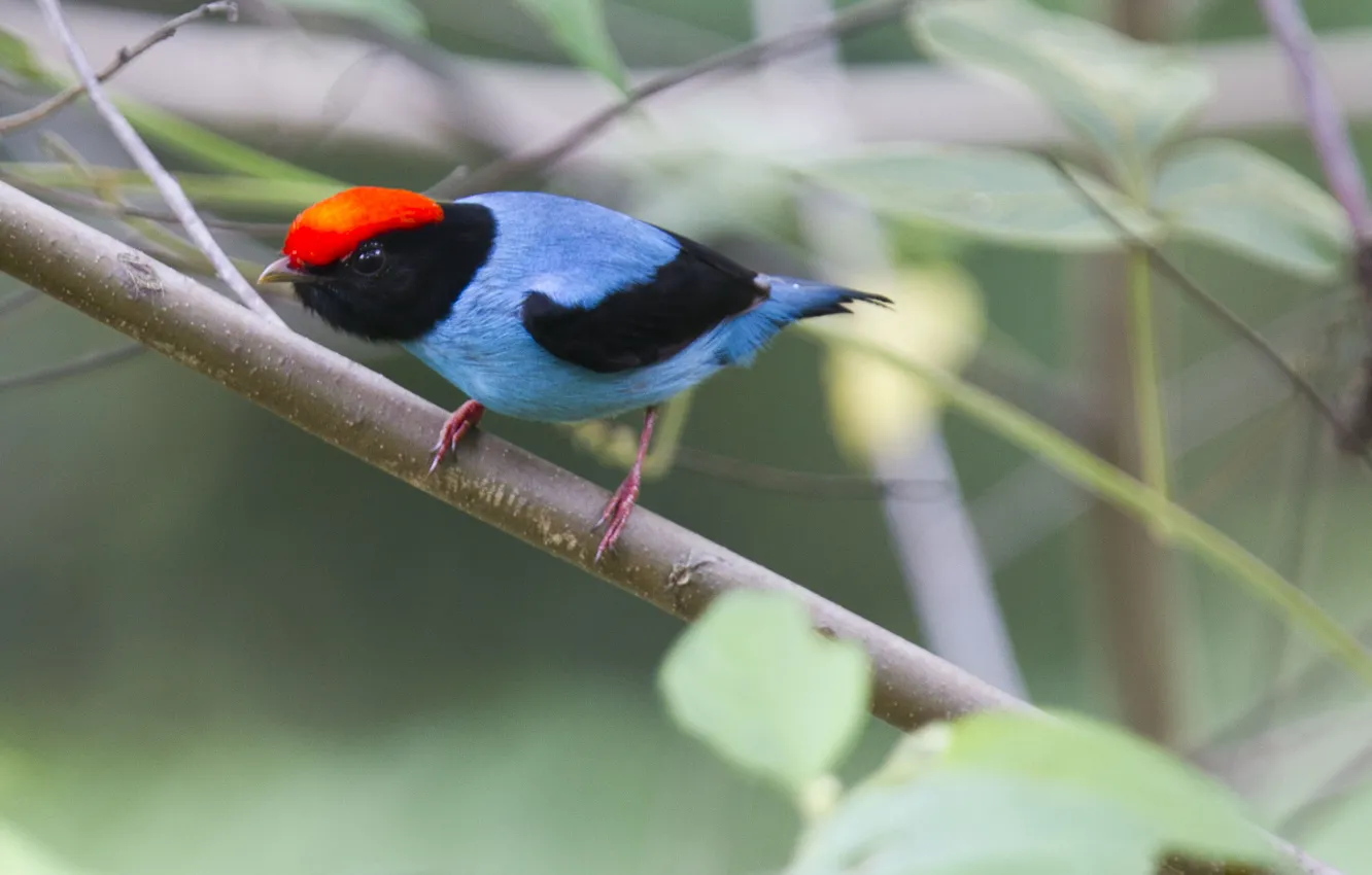 Фото обои Red, Blue, Black, Bird, Leaves, Branch, Tangará