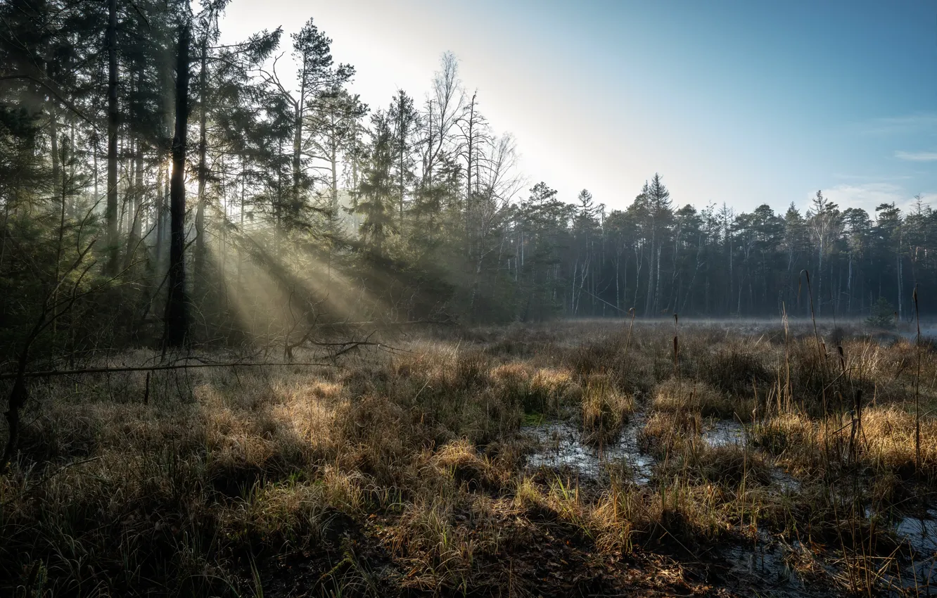 Фото обои лес, болото, утро, Германия, Grossdittmannsdorf