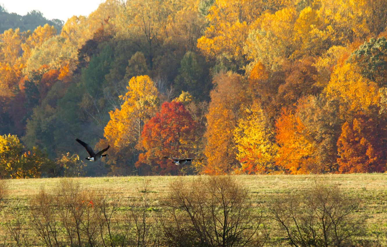 Фото обои поле, осень, лес, небо, птицы, гуси