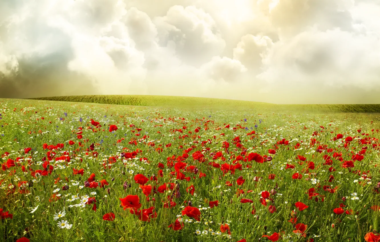 Фото обои поле, небо, облака, цветы, маки, ромашки, растения, красные