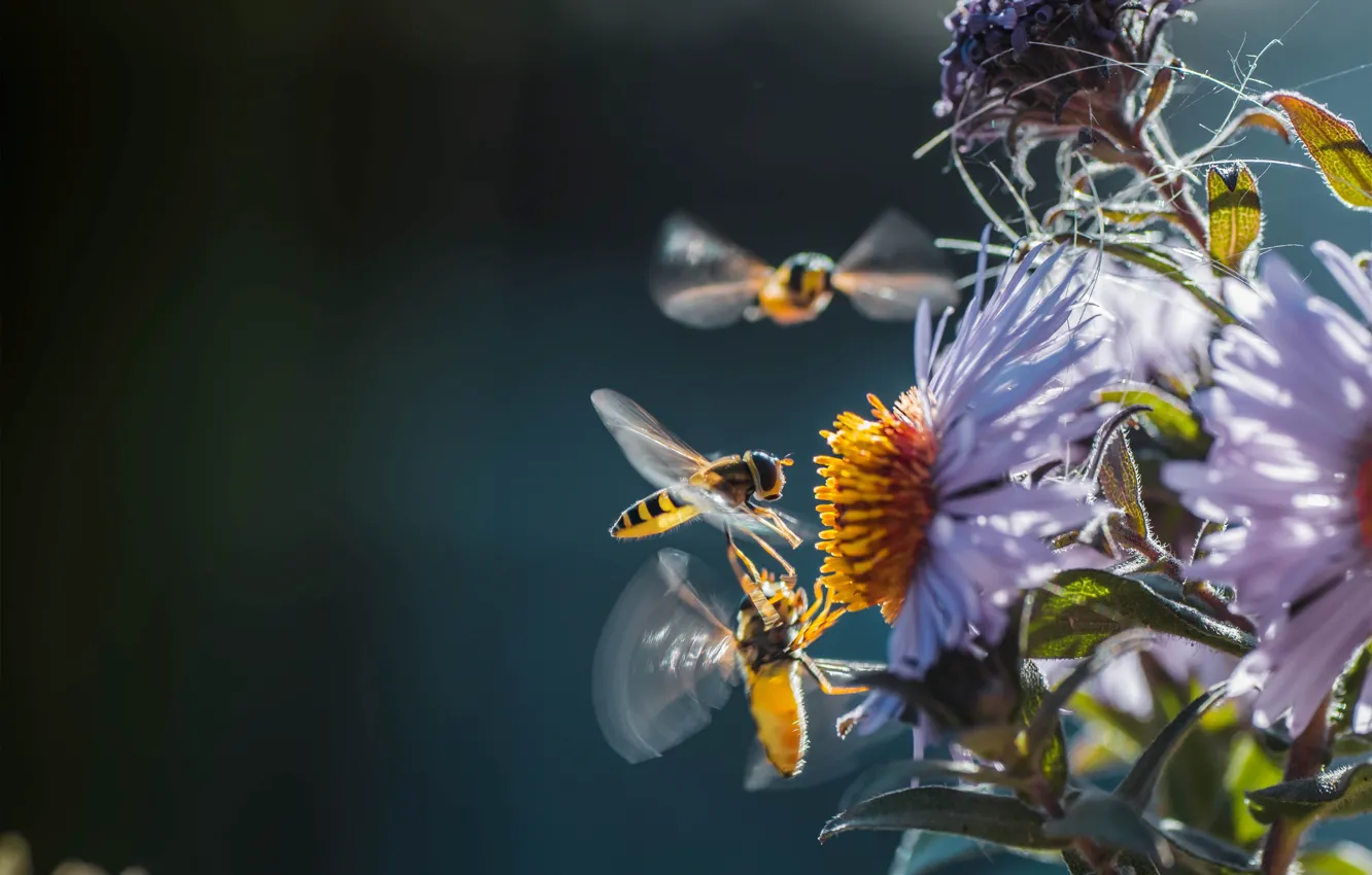 Фото обои цветы, насекомые, природа, пчёлы