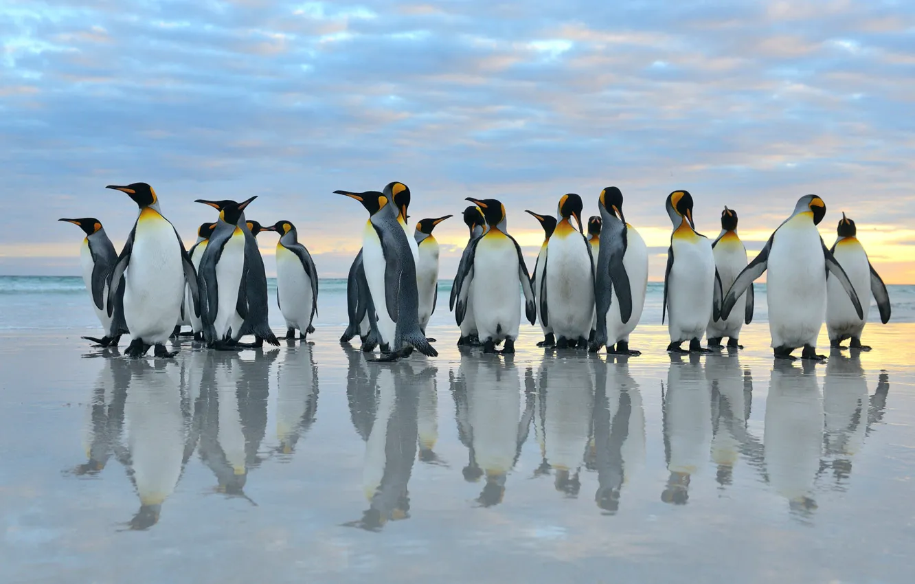 Фото обои море, птицы, отражение, стая, пингвины