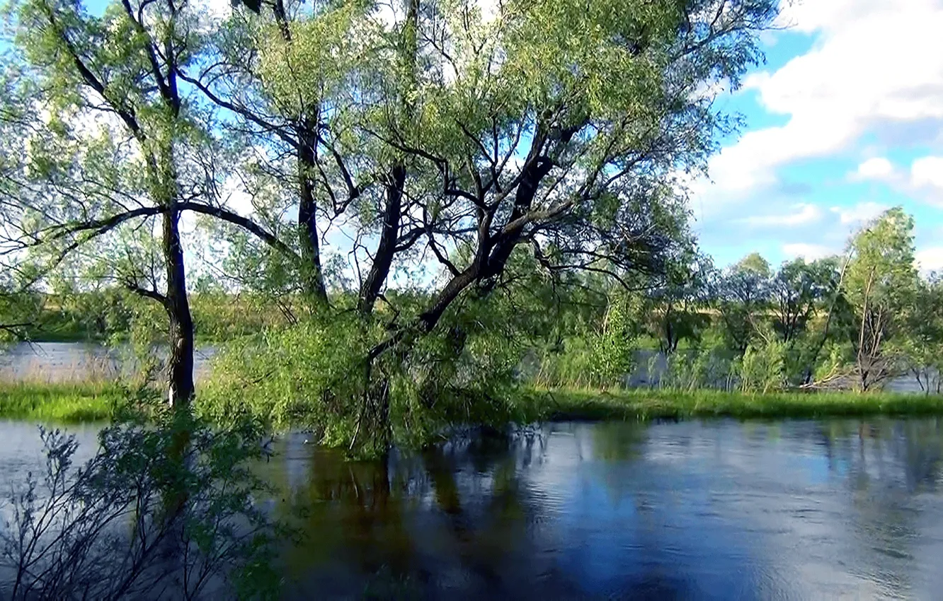 Фото обои вода, фон, обои, весна, Река, ивы, Сибирь