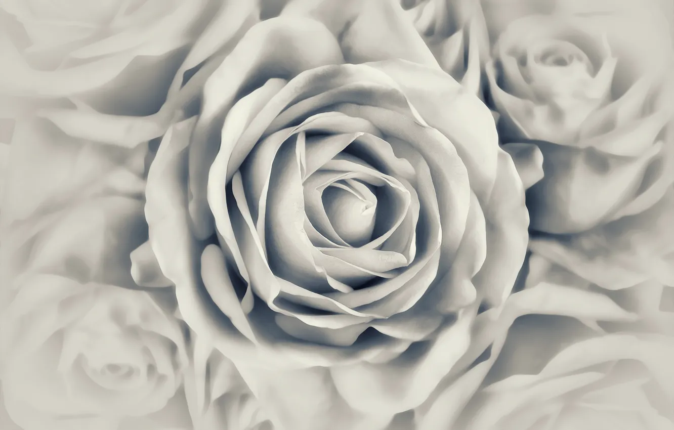 Фото обои фотография, роза, черно-белая, бутон, Mariluz Rodriguez