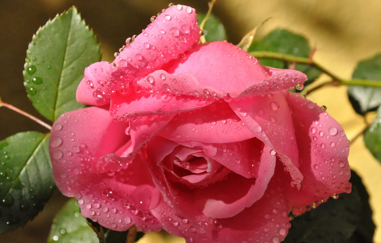 Фото обои листья, капли, макро, роса, розовая, роза