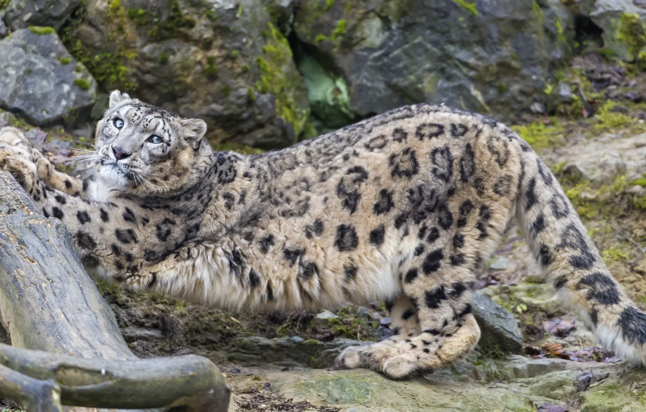 Фото обои кошка, взгляд, камни, коряга, ирбис, снежный барс, ©Tambako The Jaguar