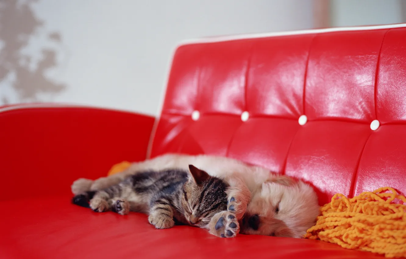 Фото обои котенок, диван, собачка