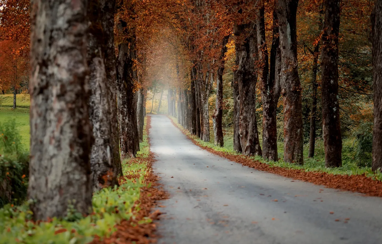 Фото обои дорога, осень, деревья