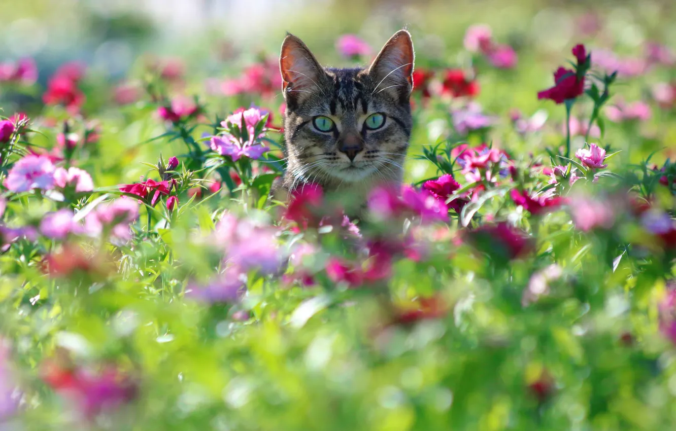 Фото обои кошка, кот, взгляд, цветы, мордочка, боке, гвоздики