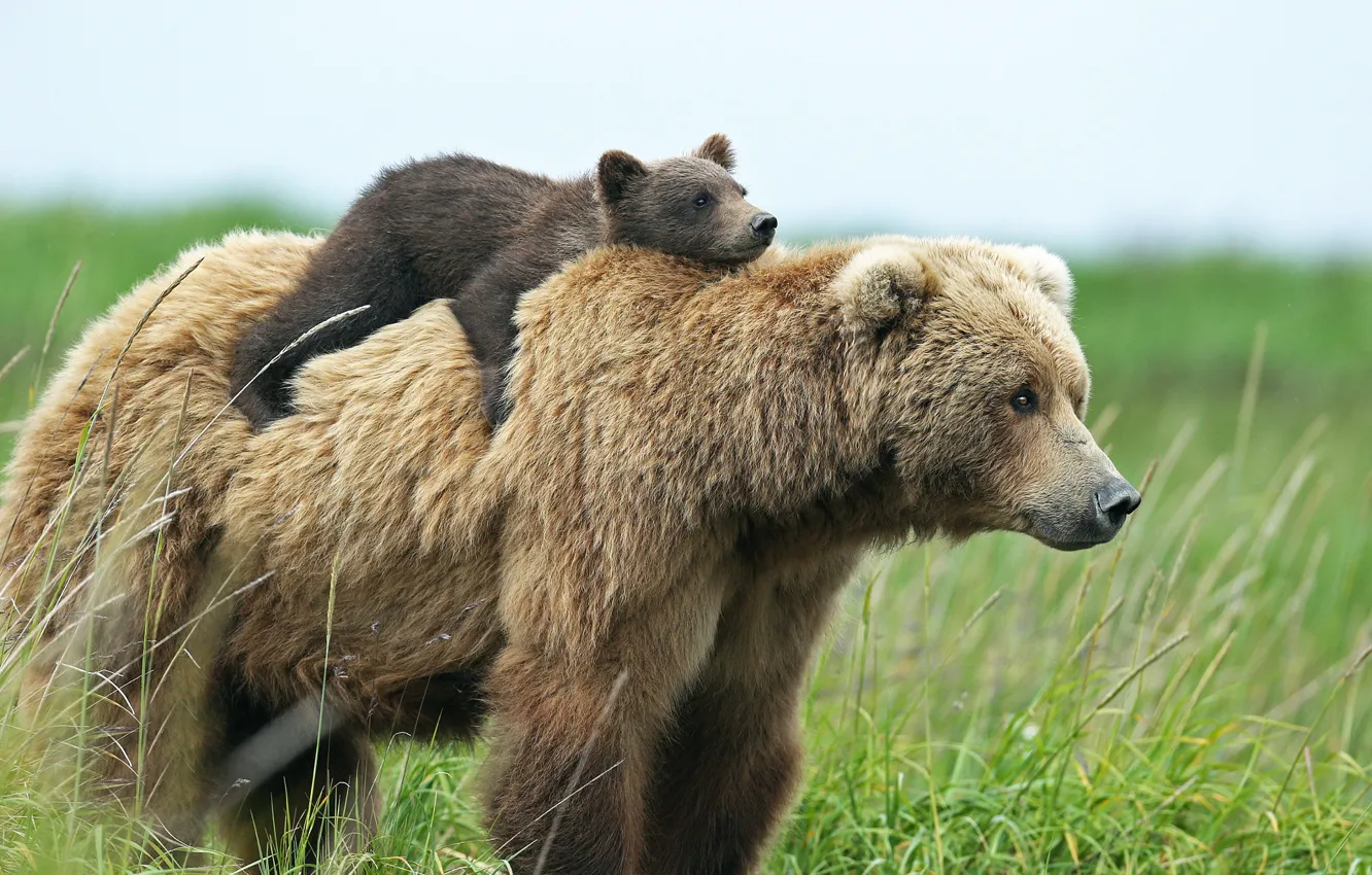 Фото обои медведи, медвежонок, медведица, верхом