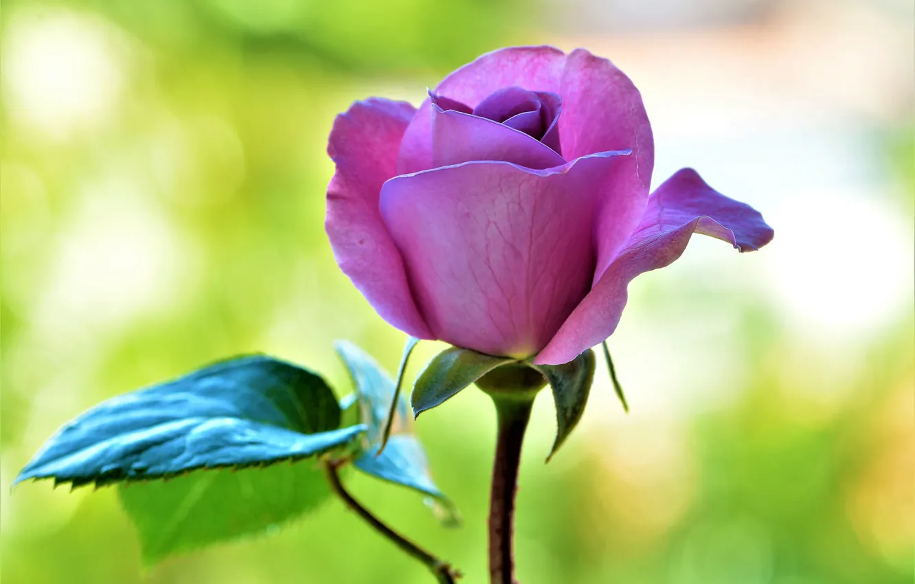 Фото обои цветок, макро, роза
