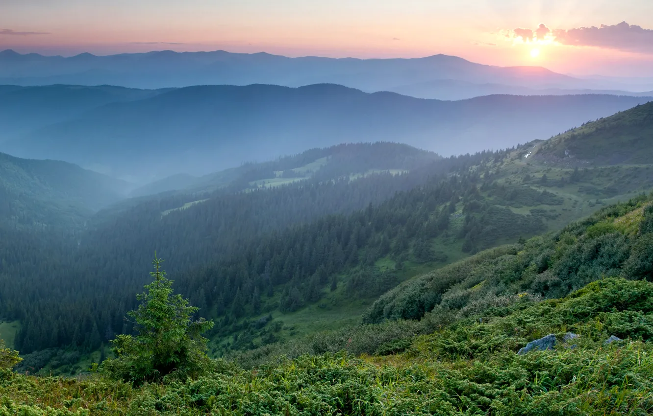 Фото обои лес, горы, туман, рассвет, утро, Украина, Карпаты