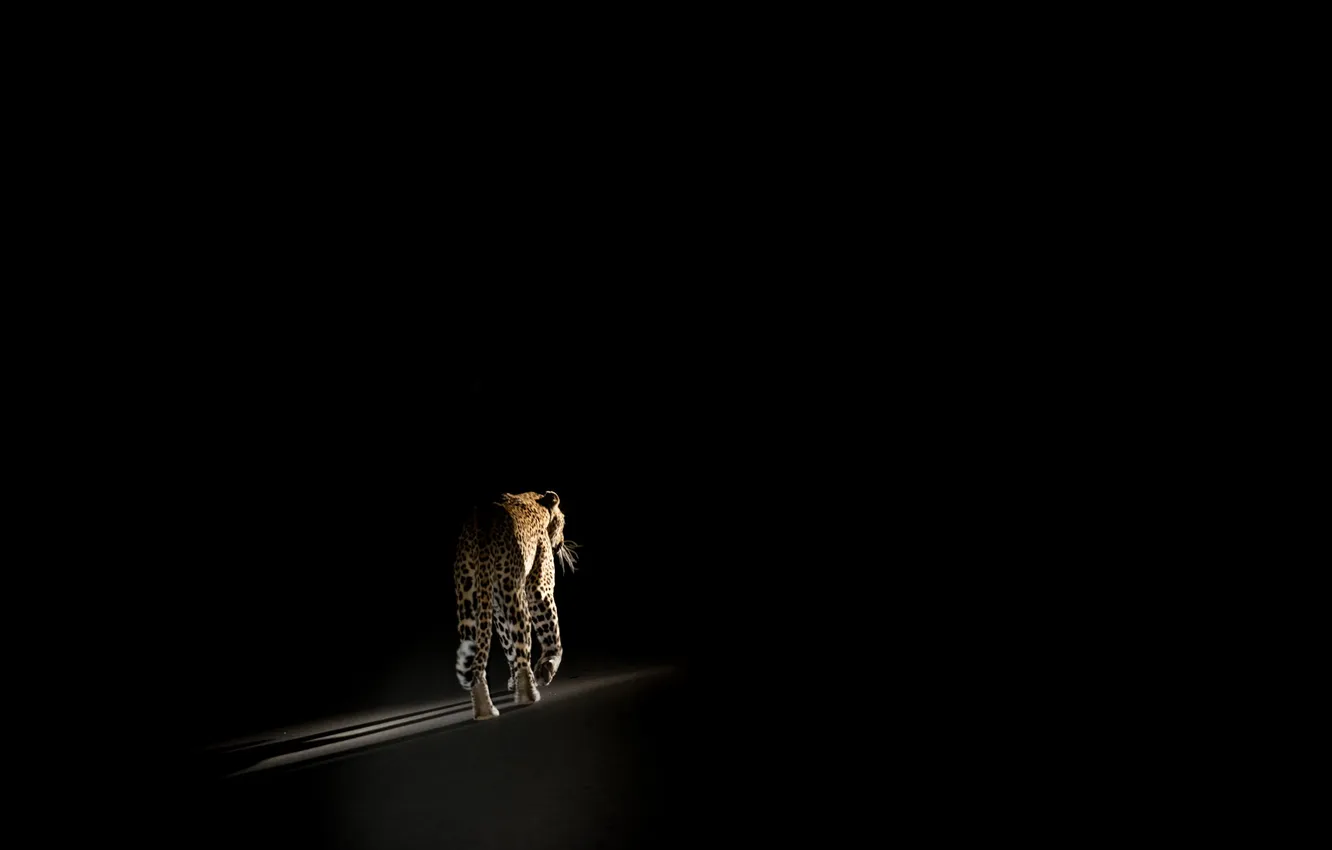 Фото обои природа, фон, леопард