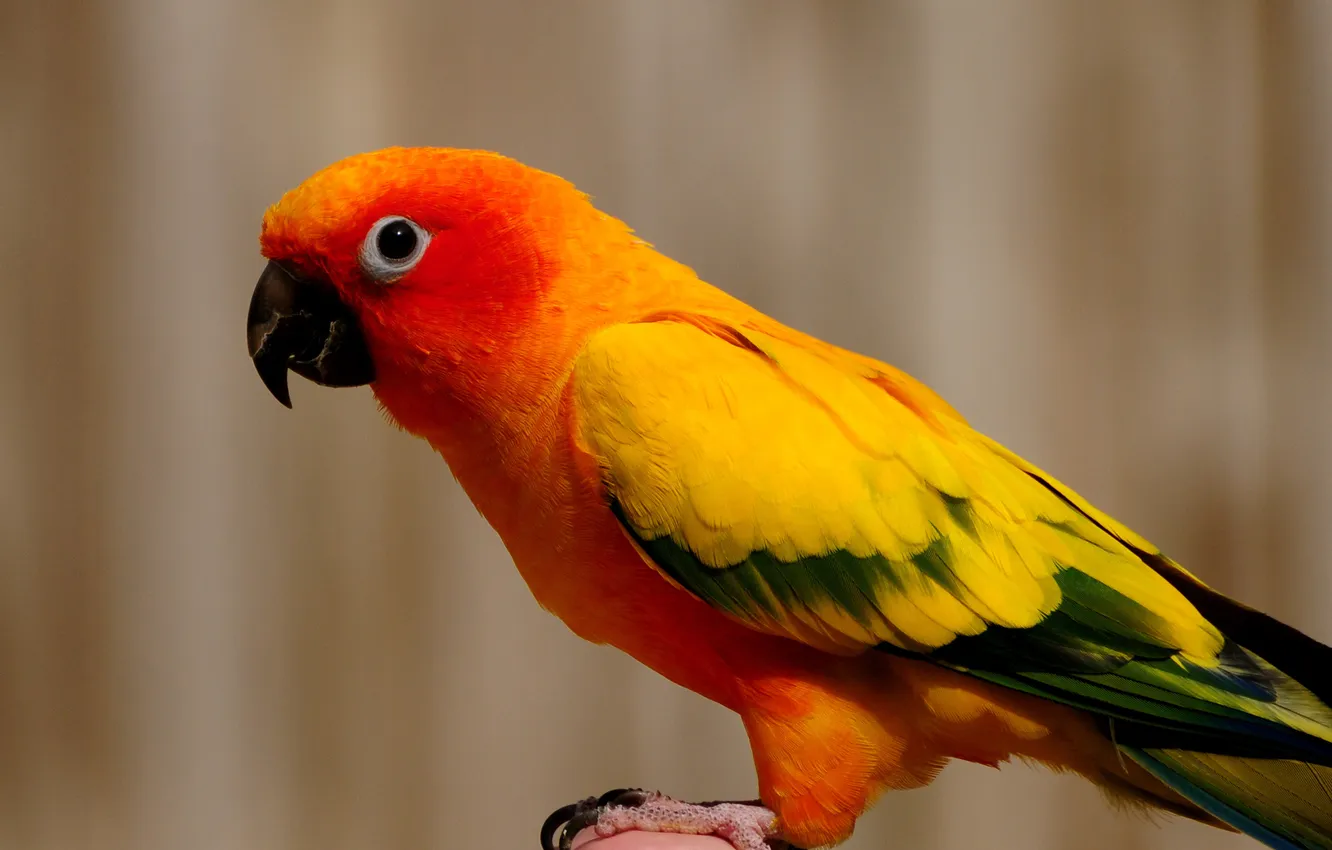 Фото обои оранжевый, птица, попугай