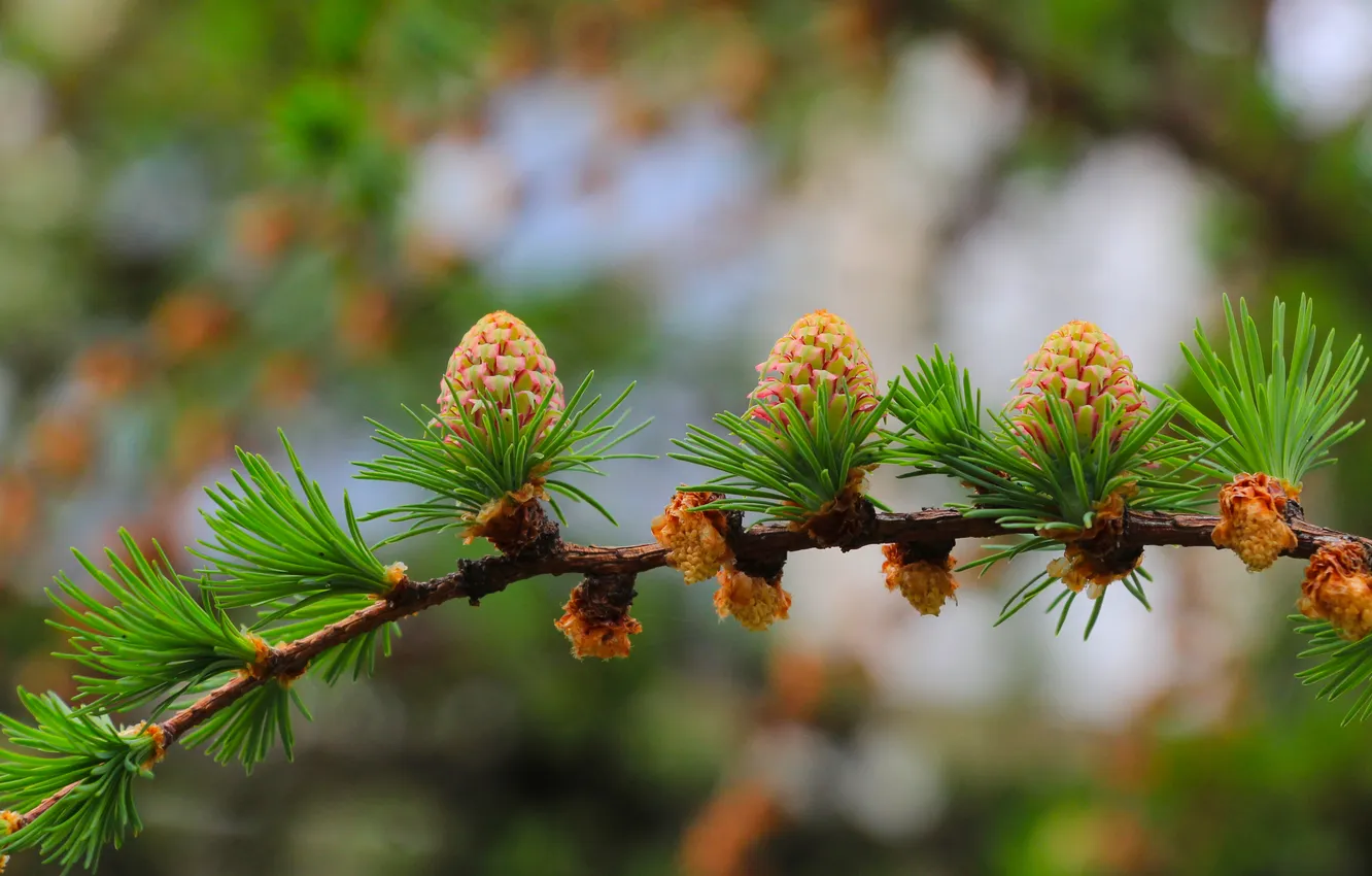 Фото обои spring, pine, twig, cone